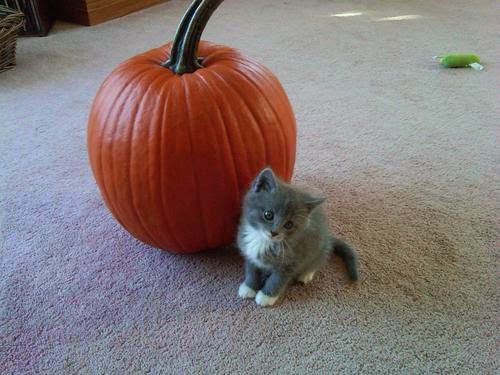 Funny halloween animals2-12