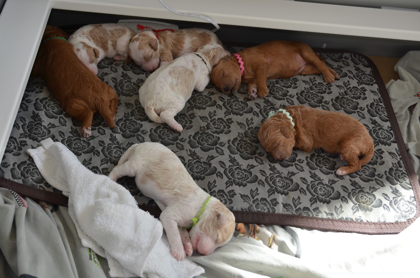 Life Blessings Dog Pile