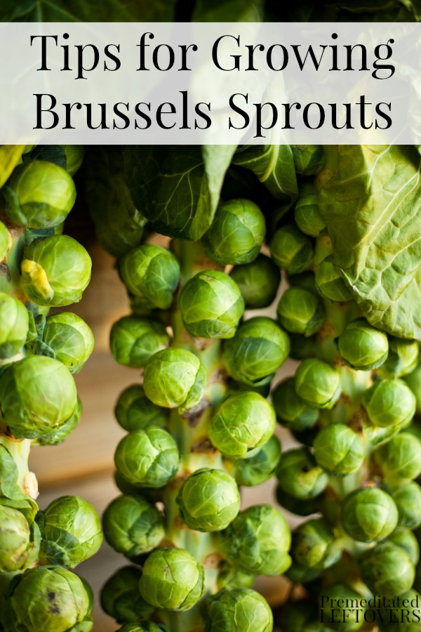 How to Grow Brussels Sprouts Everything About Garden