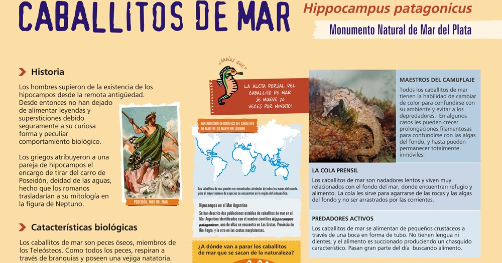 Proyecto Caballito INFOGRAFIA CABALLITOS DE MAR HIPPOCAMPUS PATAGONICUS Proyecto Caballito INFOGRAFIA CABALLITOS DE MAR HIPPOCAMPUS PATAGONICUS