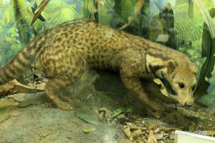 tenggalung musang museum zoologi bogor