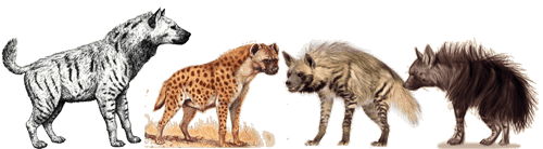 عراقي بالمهجر: أكل الضبع حرام Hyena