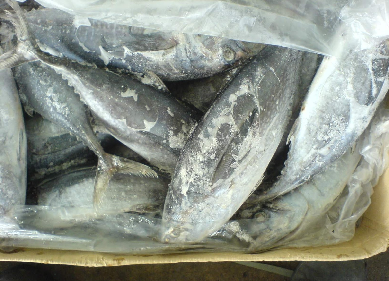 Finding Good Frozen Tuna Supplier Philippines Online Frozen Tuna Fish