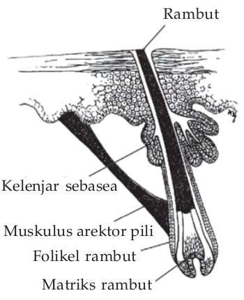 Folikel rambut dan struktur sekitarnya Folikel rambut dan struktur sekitarnya