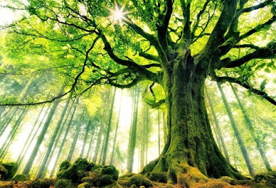 Curiosidades sobre los arboles