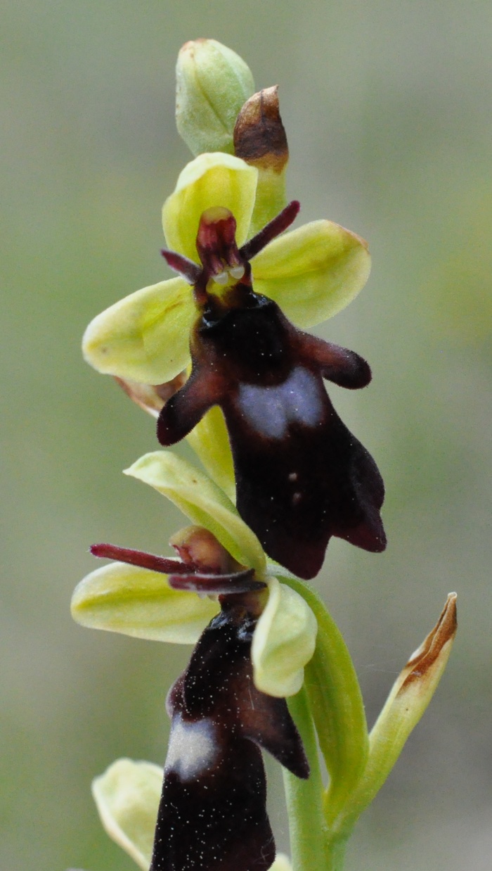 Ophrys mouche Ophrys mouche