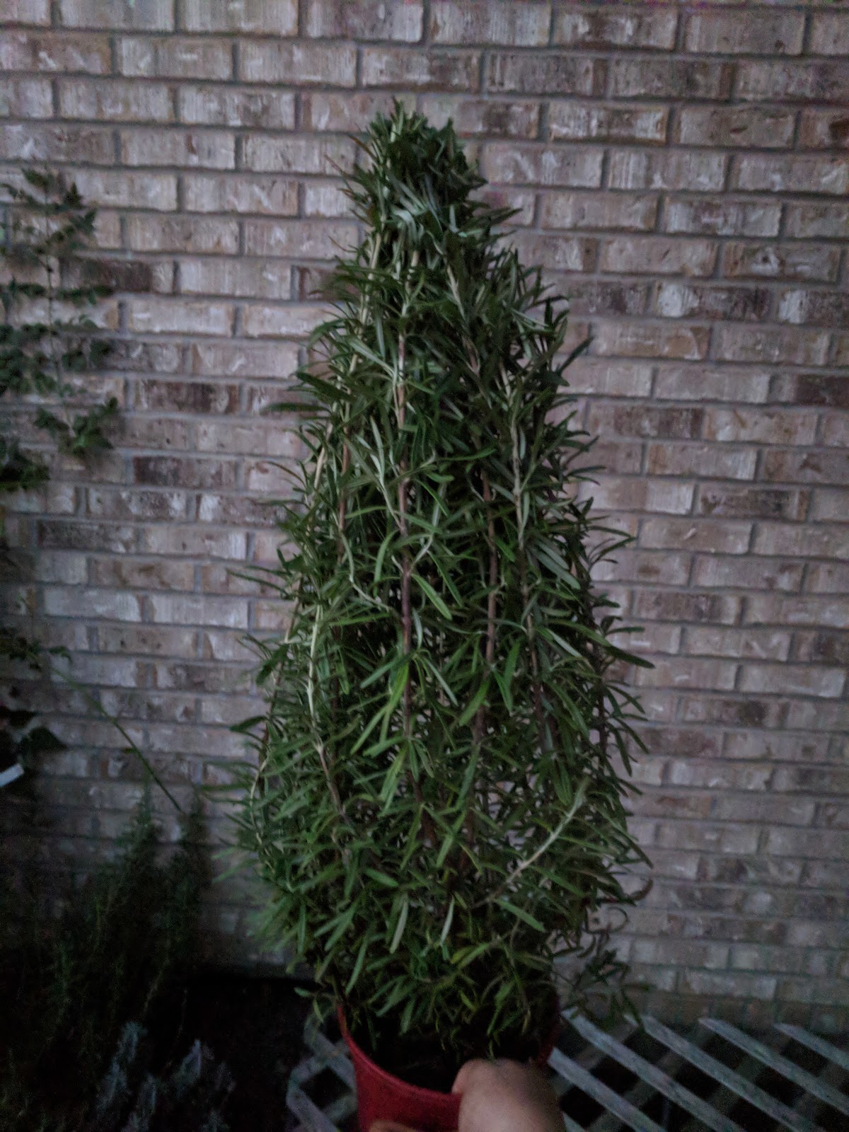 NatureMan's Official Blog How to Make a Rosemary Christmas Tree