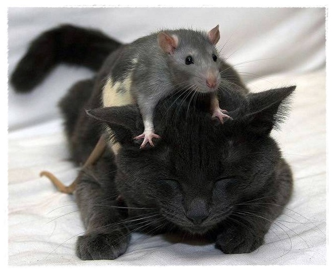 Gambar Tikus yang sedang bersembunyi