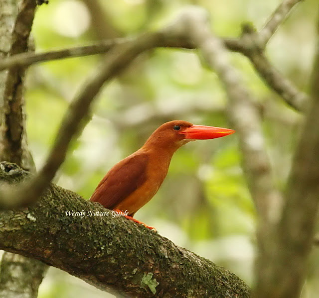 ruddy kingfisher birds of langkawi