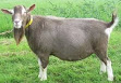 15 jenis kambing yang cocok untuk dibudidayakan atau diternak