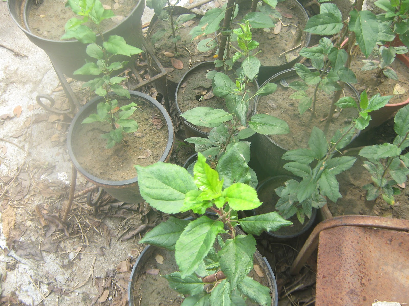 Growing apples in Jamaica