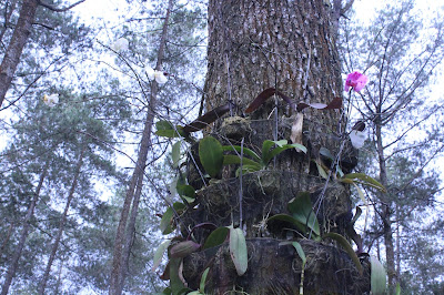 ORCHID FOREST CIKOLE