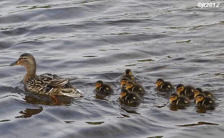 Simply Superb Swans: Latest Score: Predators 41, Ducks 13