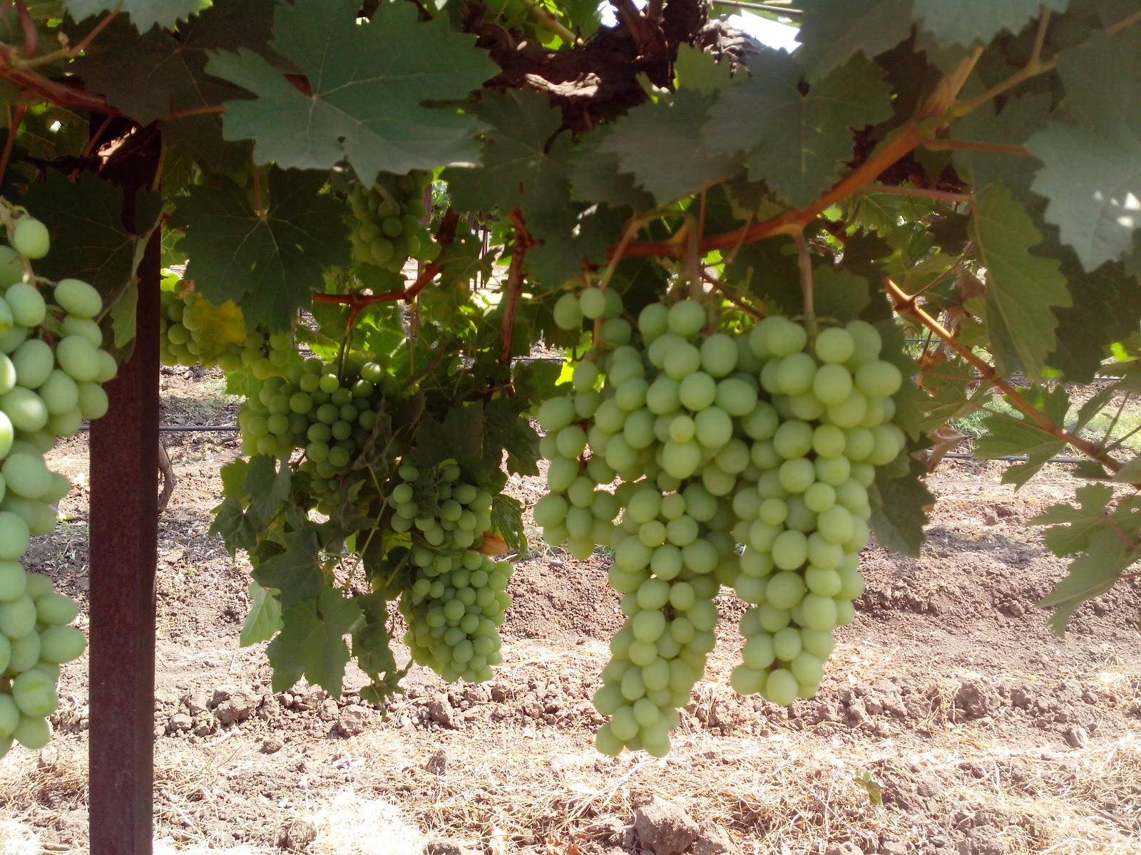 My Space Reveilo Wines Vineyard Visit