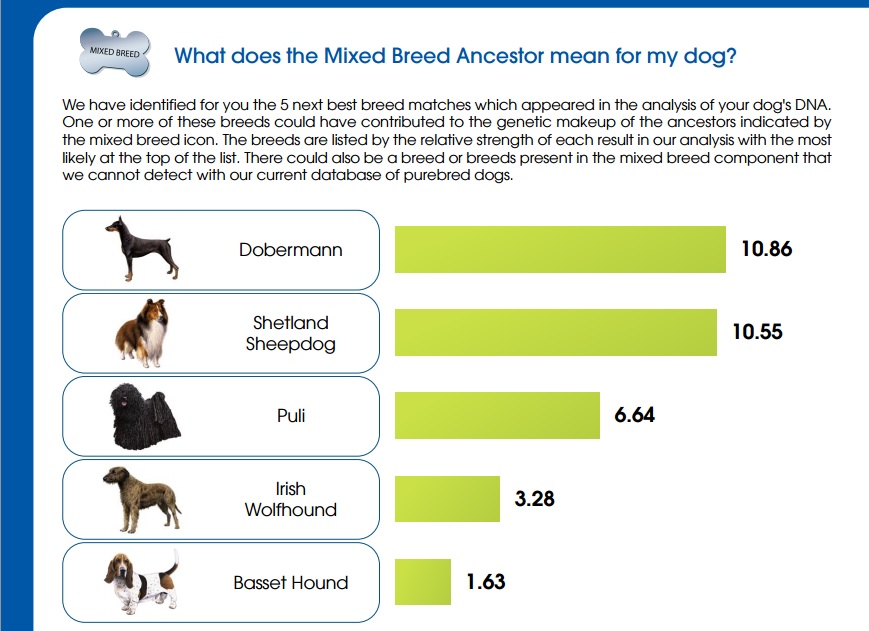 Pedigree Dog Breed Test Pedigree Dog Breed Test