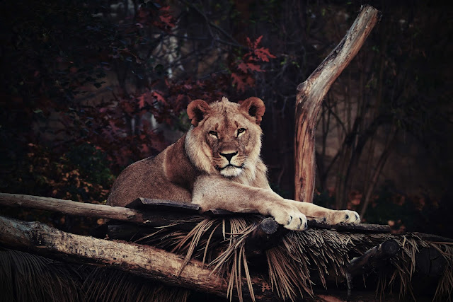 animals photos animals photos