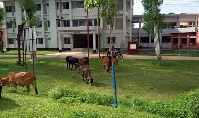Upazila health complex like cow grazing land উপজেলা স্বাস্থ্য কমপ্লেক্স যেন গরু ছাগলের চারণ ভূমি