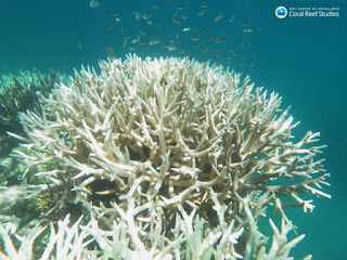 Coral reef bleaching with world-renowned expert Terry Hughes - and a ...