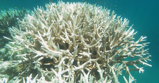 Staying At Airlie Beach Travel To Islands Cost Staying At Airlie Beach Travel To Islands Cost