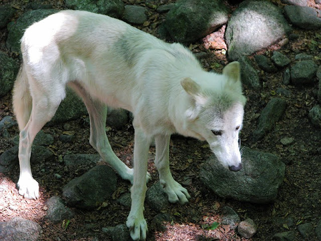 Louve à la maison des loups la maison des loups Ariège