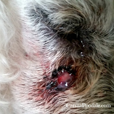 sebaceous-cysts-erupted-under-dog's-eye