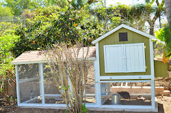 coop chicken entertaining indian chickens ethnic kitchen