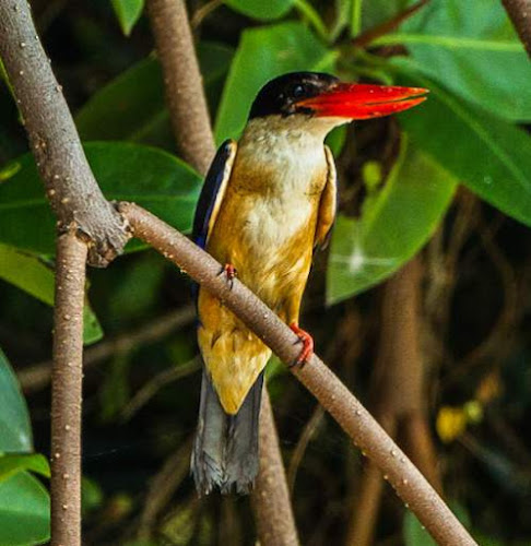 Black-capped kingfisher (Halcyon pileata)