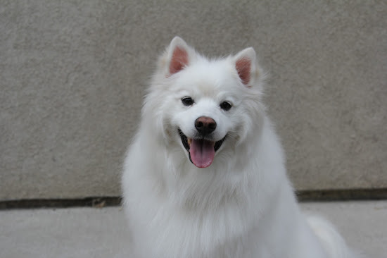 American Eskimo Dog Ruckus portrait photo