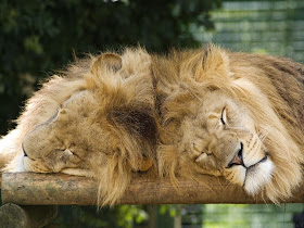 3D Wallpaper | Nature Wallpaper | Free Download Wallpaper: Lion Wallpapers