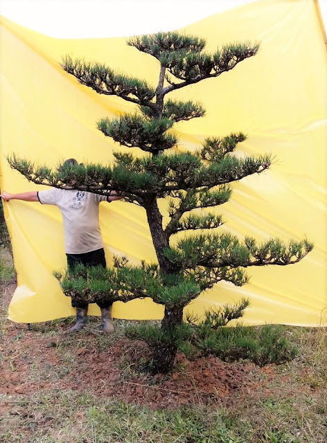 pinheiro negro kuromatsu para jardim japones