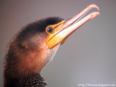 cormorán grande