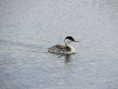 western grebe