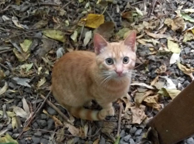 местный котик