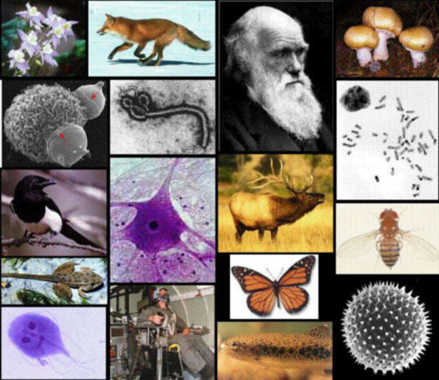  Biología Nature ¿Qué es esa ciencia llamada Biología?