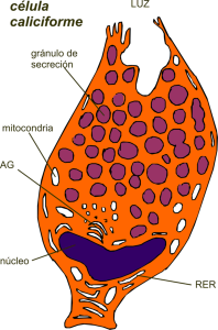célula caliciforme