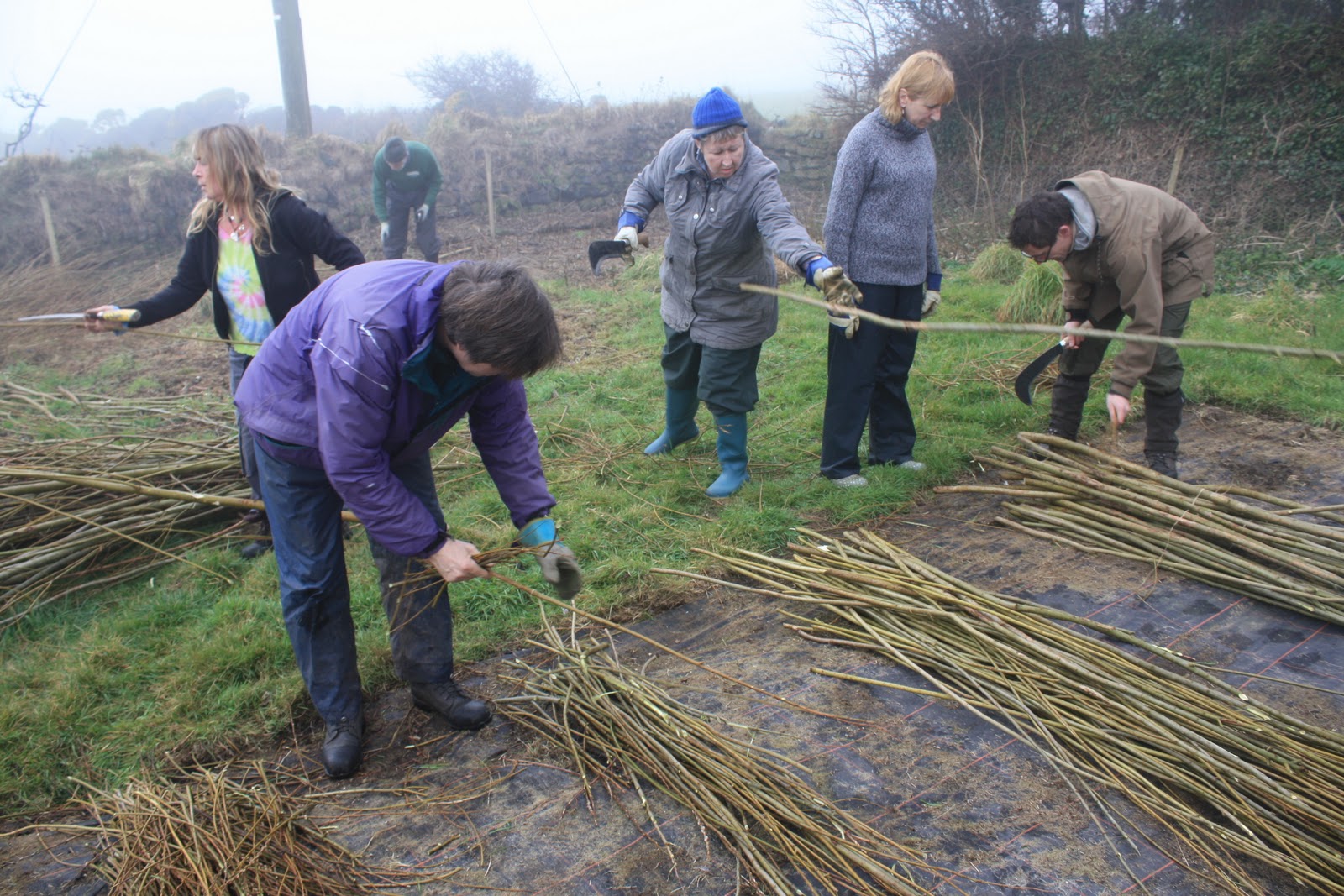 Bosavern Community Farm Willow coppicing day.