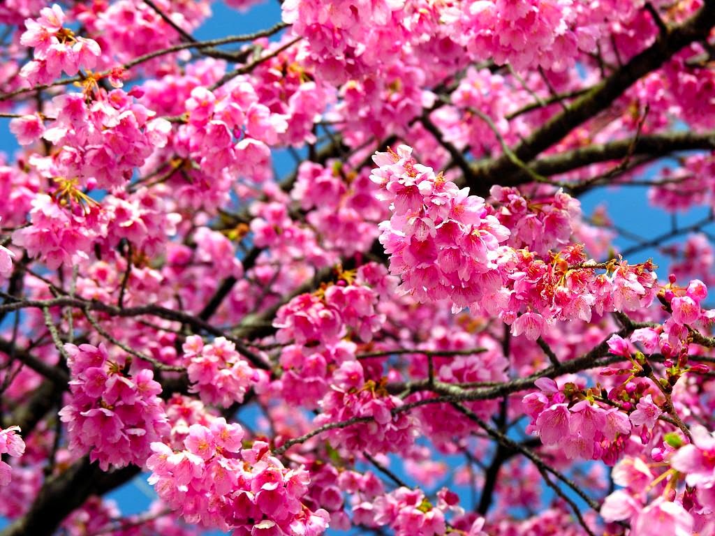 Download 5000+ Wallpaper Bergerak Bunga Sakura Gugur Paling Baru Download 5000+ Wallpaper Bergerak Bunga Sakura Gugur Paling Baru