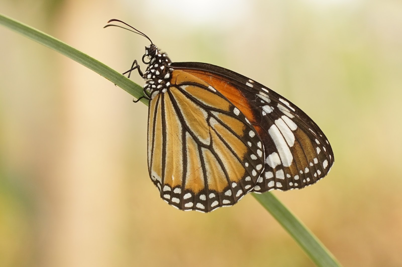 Insects: Danaus genutia