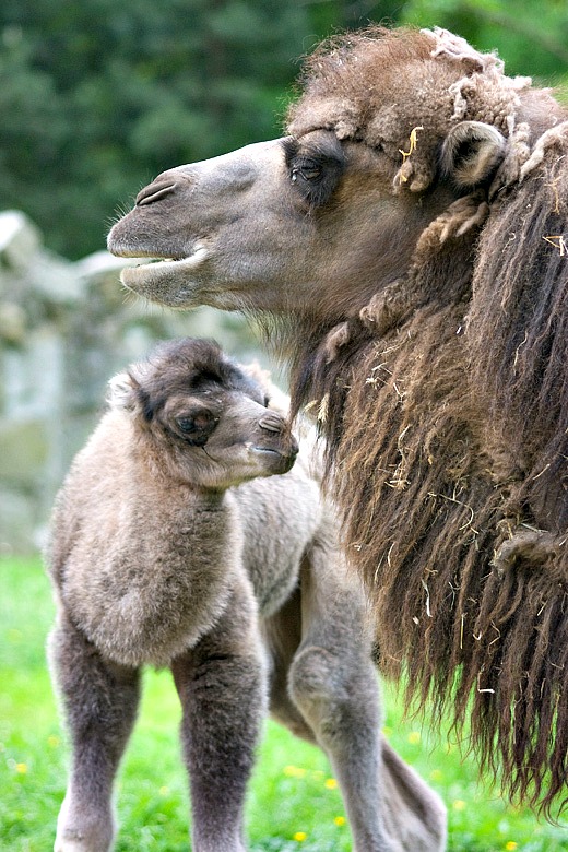 Baby Animals: Camel - Calf 5