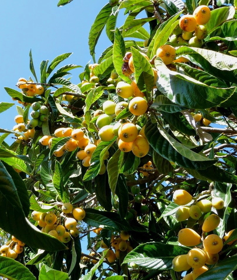 Эриоботрия японская (мушмула японская) (eriobotrya japonica). Мушмала. Мушмула. Азгил мушмула. Мушмула крымская.