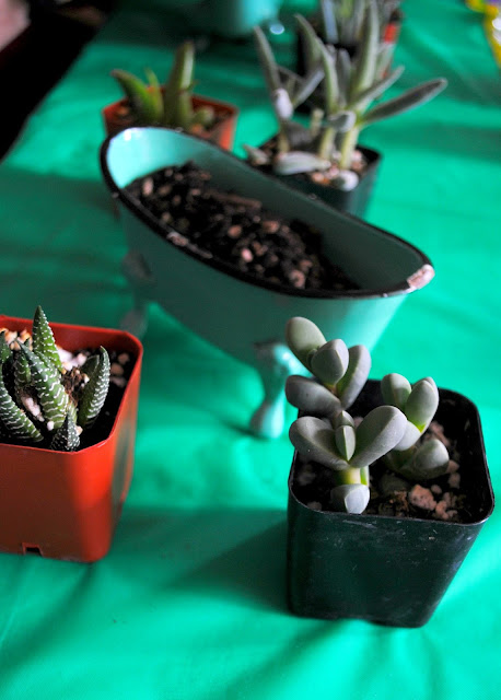 Look for fun containers for your succulents 
