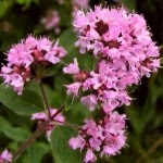 Flor del Oregano