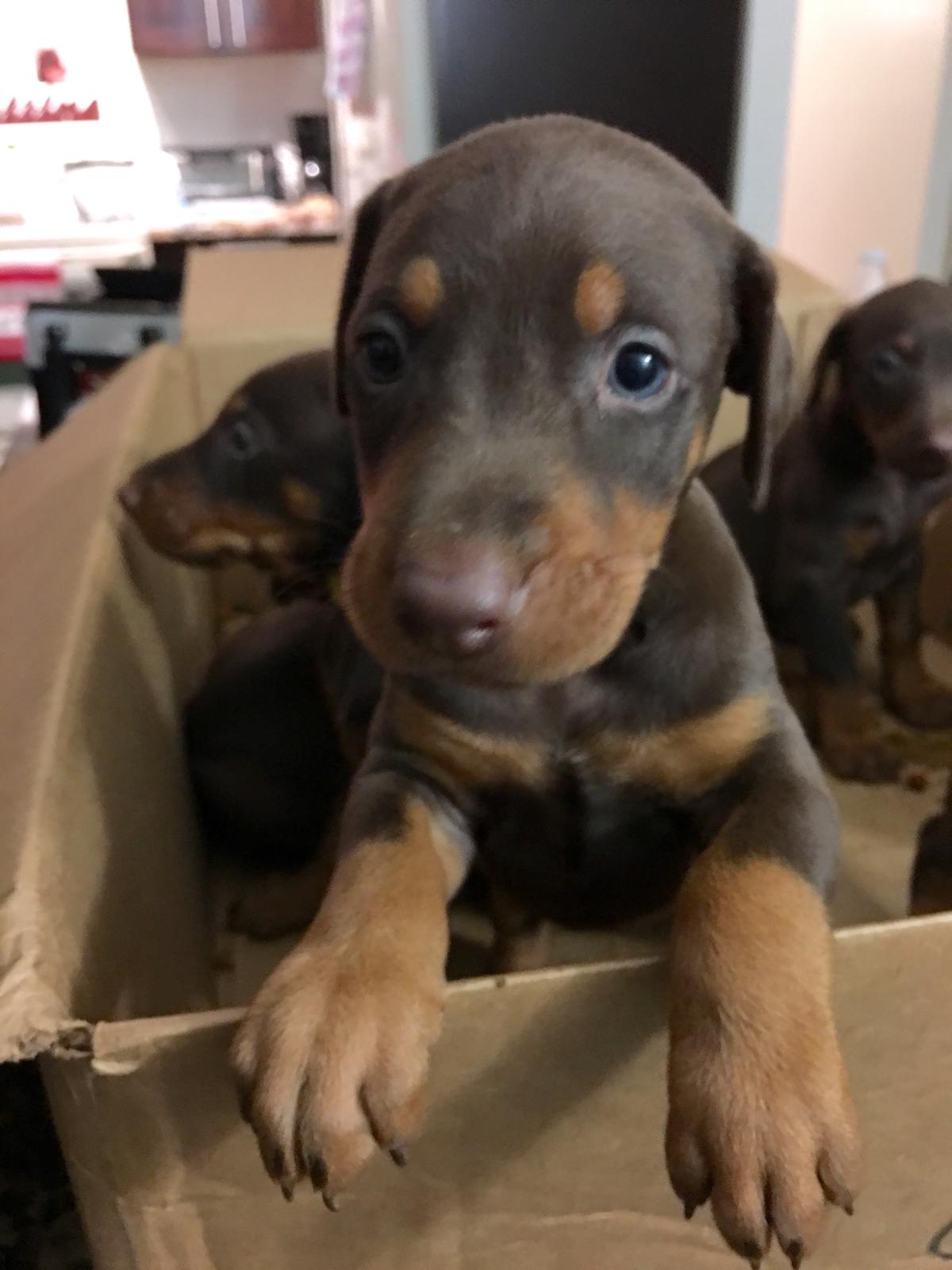 red doberman puppies for sale