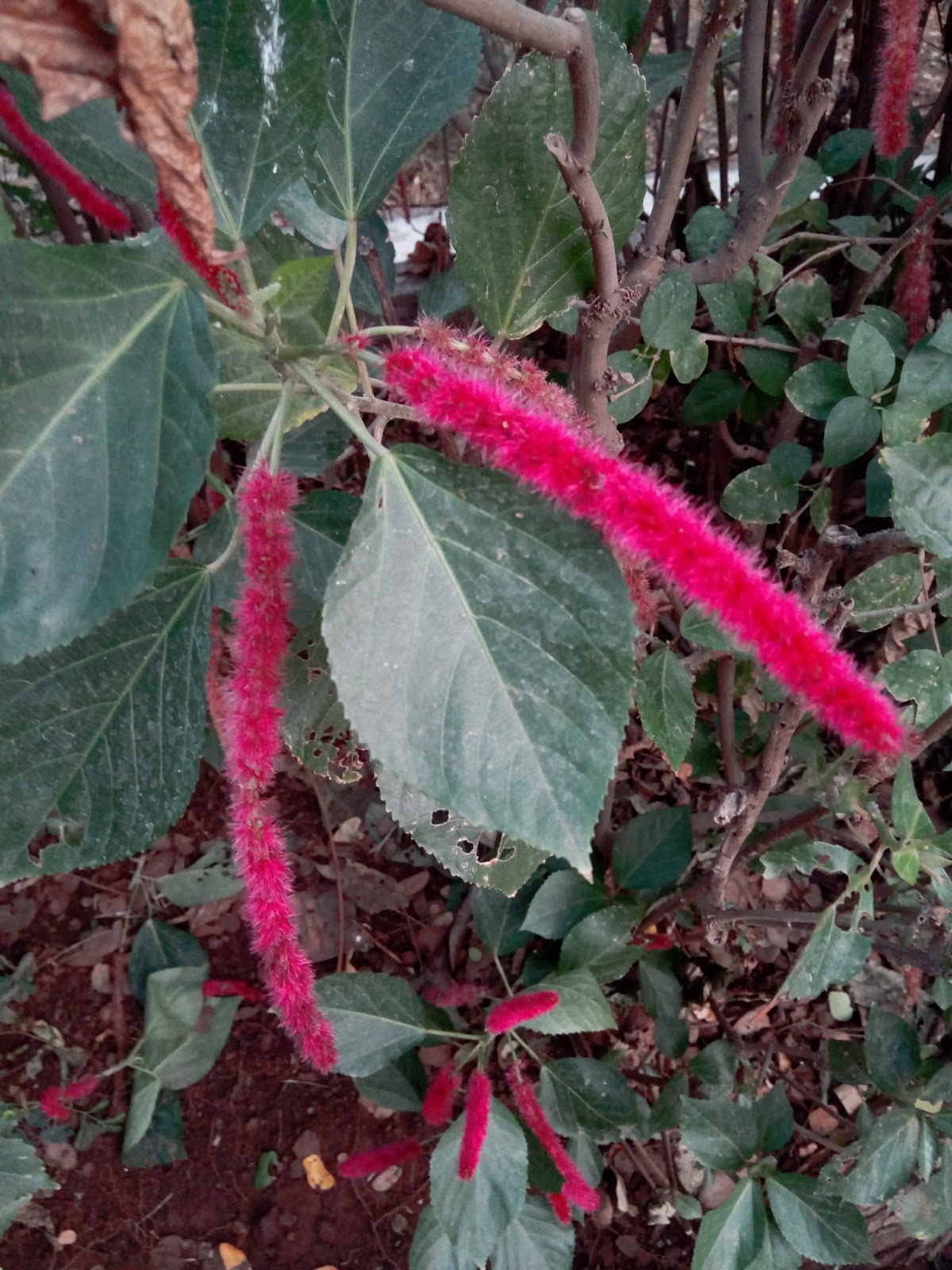 Garden Care Simplified Acalypha hispida Avoid Growing