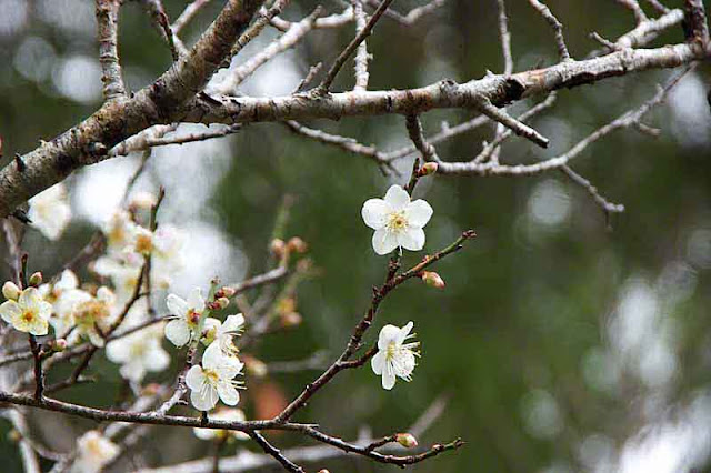Plum terr, branches, blossoms