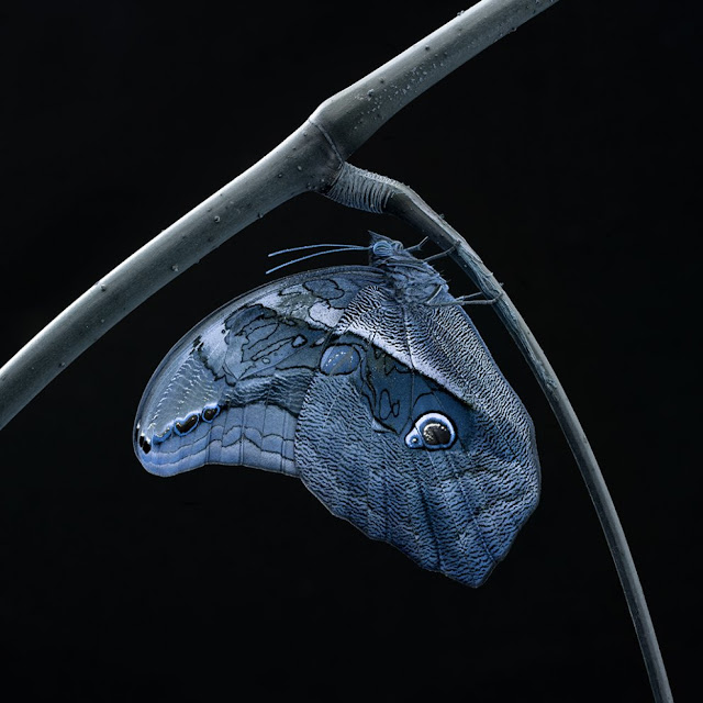 Tom D. Jones: Papillon Green Pear Diaries, fotografía, paisajes, Tom D. Jones, Papillon