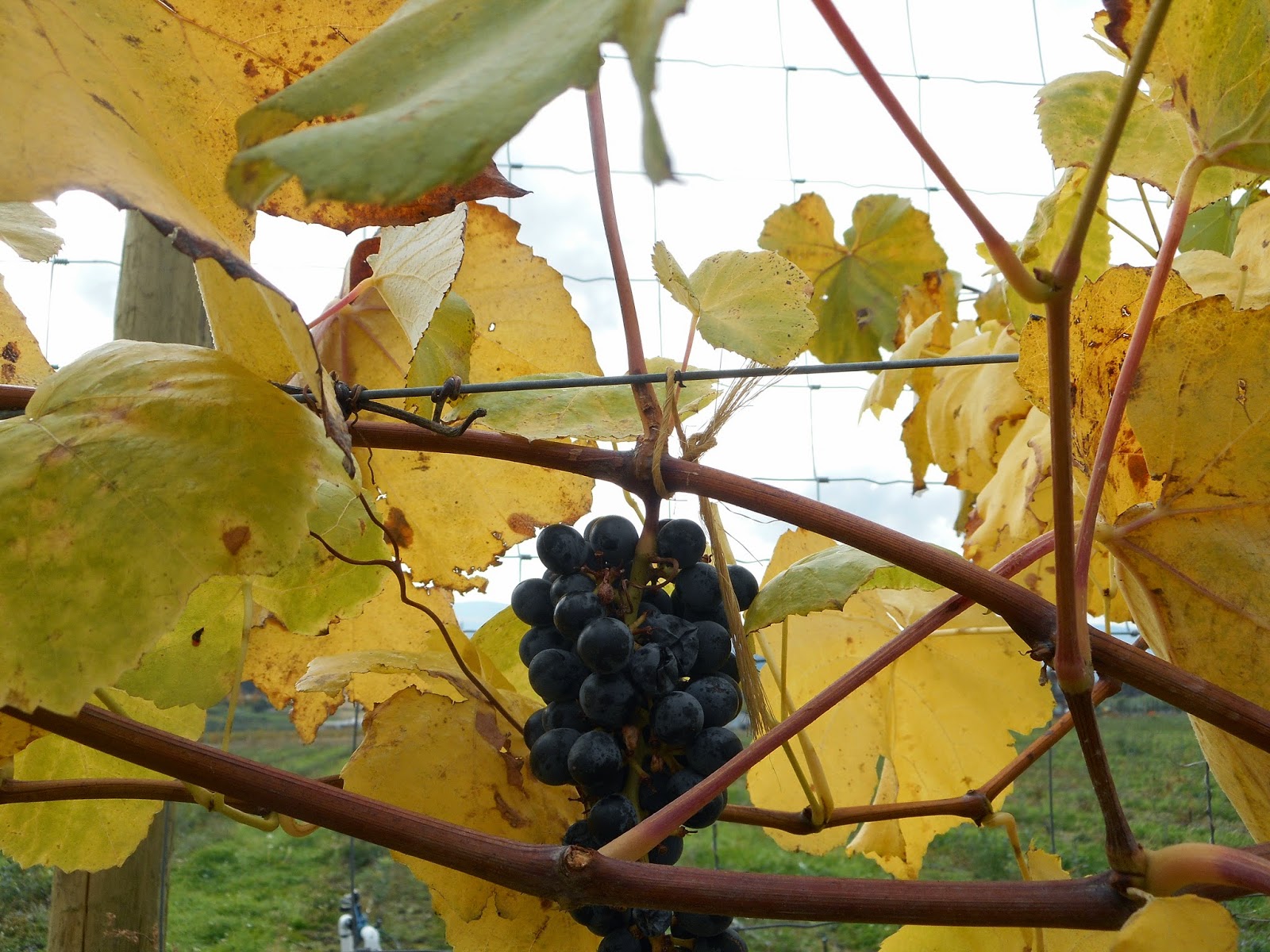 Marvelous canada okanagan valley the warmest place in canada