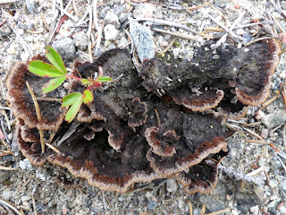 Théléphore terrestre - Thelephora terrestris Théléphore terrestre - Thelephora terrestris