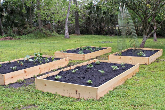 My Vegetable Garden | thetwobiteclub.com Raised garden beds that can be built in your backyard.