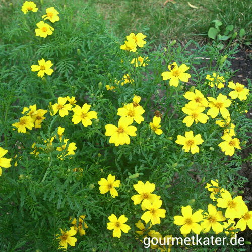 Tagetes